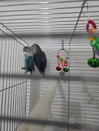 Inseparabili