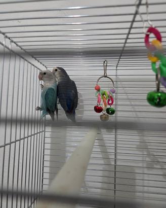 Inseparabili