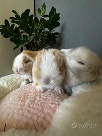 Minilop cuccioli