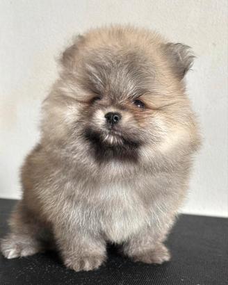Spitz di Pomerania