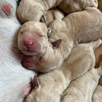 Cuccioli di Labrador