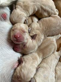 Cuccioli di Labrador