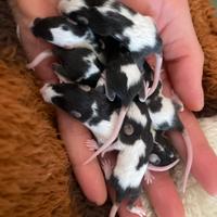 Mus Musculus Cuccioli