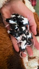 Mus Musculus Cuccioli