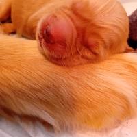 Meravigliosi cuccioli golden americani