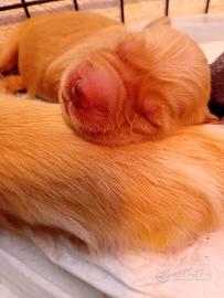 Meravigliosi cuccioli golden americani