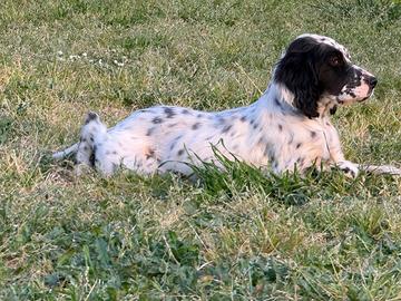 Cuccioli setter inglese