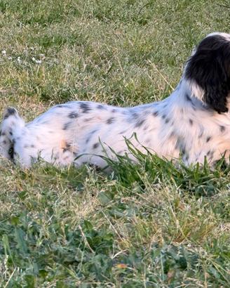 Cuccioli setter inglese