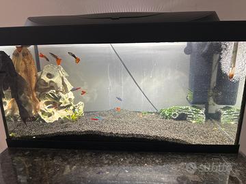 Acquario pesci 60 litri