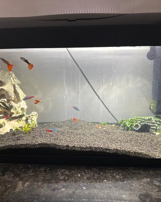 Acquario pesci 60 litri