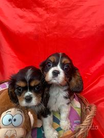 Cavalier King