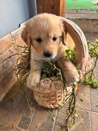 Cuccioli di golden retriver