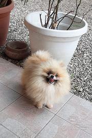 Spitz pomerania adulto con pedigree