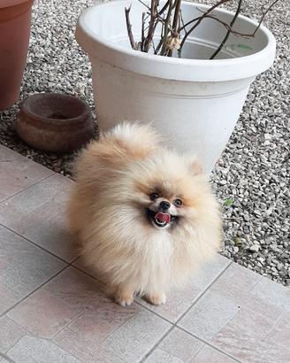 Spitz pomerania adulto con pedigree