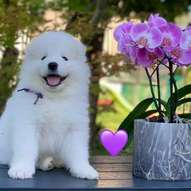 Cuccioli samoiedo