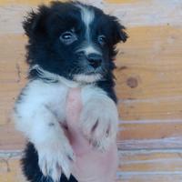 Cuccioli border collie