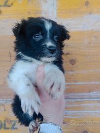Cuccioli border collie