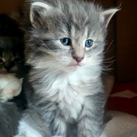 Cucciola di norvegese delle foreste