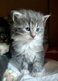 Cucciola di norvegese delle foreste