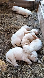 Cuccioli pastore maremmano abruzzese