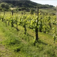 Vigneto