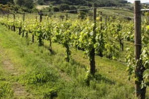 Vigneto