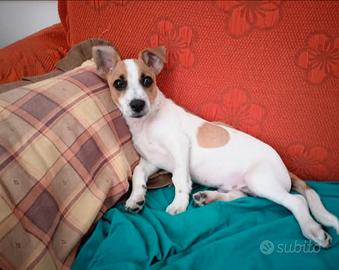 Jack Russel