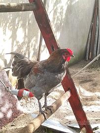 Gallo ornamentale