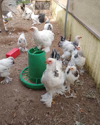 Galli e gallina