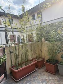 Bamboo in vasi