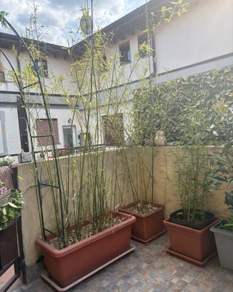 Bamboo in vasi