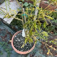 Caviale limone fingerlime