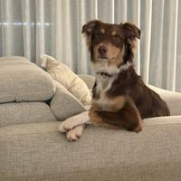 Pastore australiano nato a giugno 2025