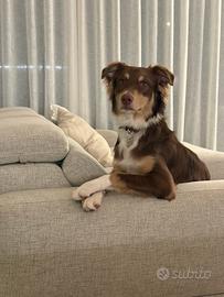 Pastore australiano nato a giugno 2025