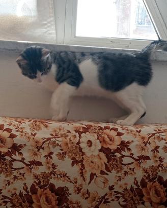 Dono gattini