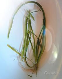 vallisneria nana pianta acquario promo sconto
