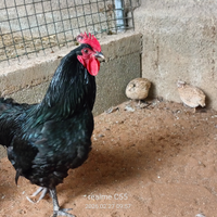 Gallo australorp
