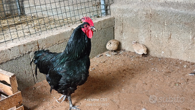 Gallo australorp