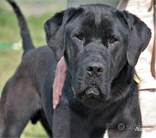 Adozione ARTURO giovane derivato corso in canile