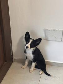 Border collie