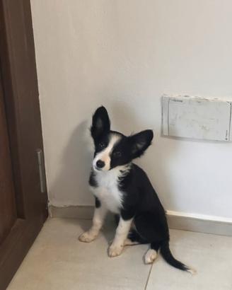 Border collie