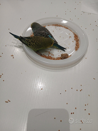 Pappagalli Cocoriti allevati a mano