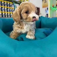Cucciolo di maltipoo