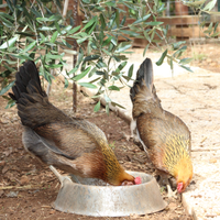Gallina, gallo coronata siciliana