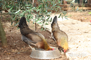 Gallina, gallo coronata siciliana