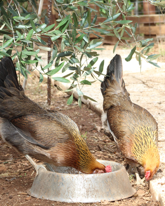 Gallina, gallo coronata siciliana
