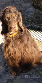 cocker spaniel inglese 