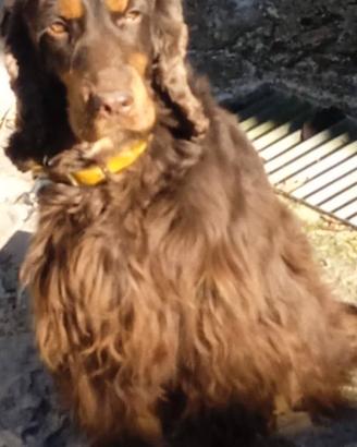 cocker spaniel inglese 