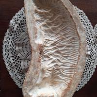 Antico stampo in gesso agnello pasquale