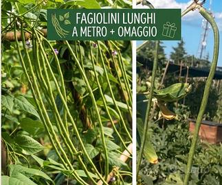 ORTO - Fagiolini Lunghi a Metro V.Antica + Omaggio